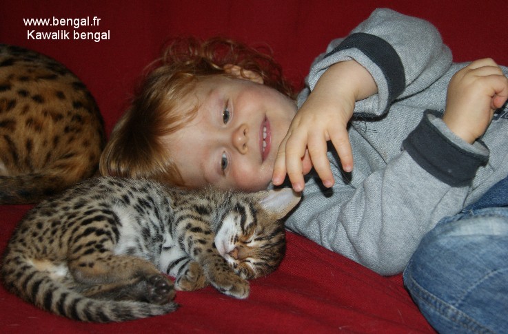 Kawalik bengal hybride F1